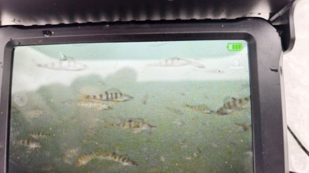 Наконец-то сегодня нашел "аквариум" с окунями.