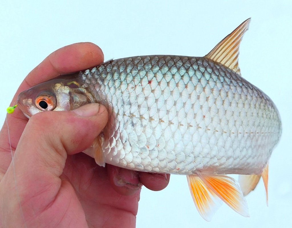 "Стандарт" февраля с ОВХ.