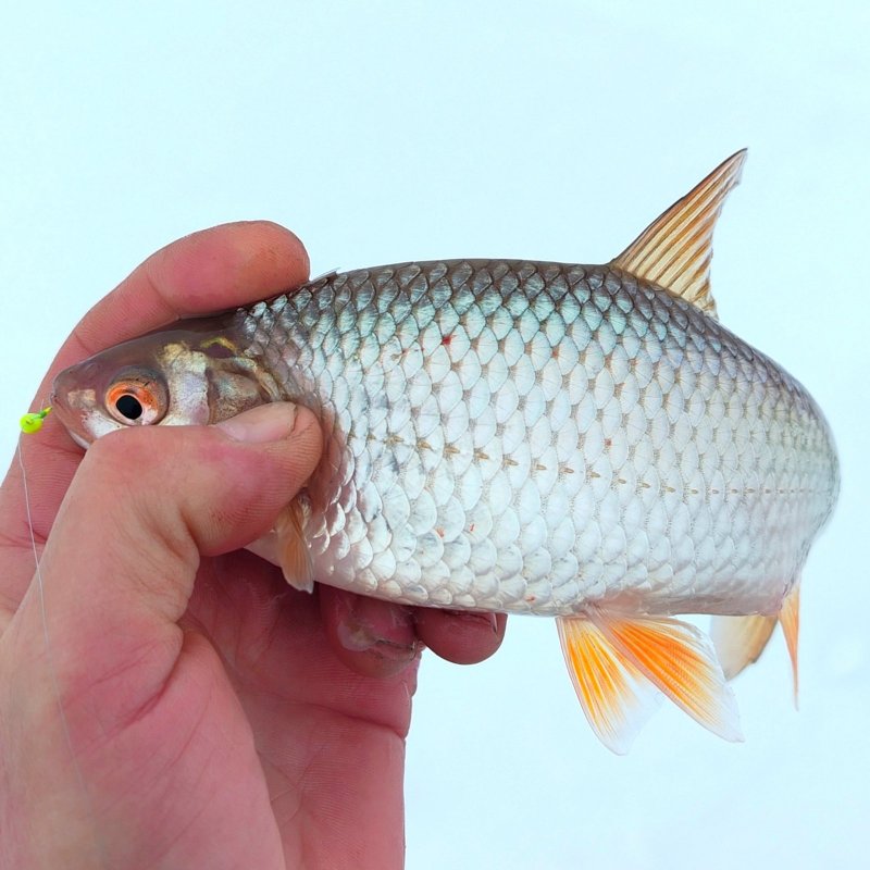 "Стандарт" февраля с ОВХ.