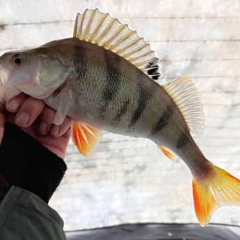 Тань-Ваньский.