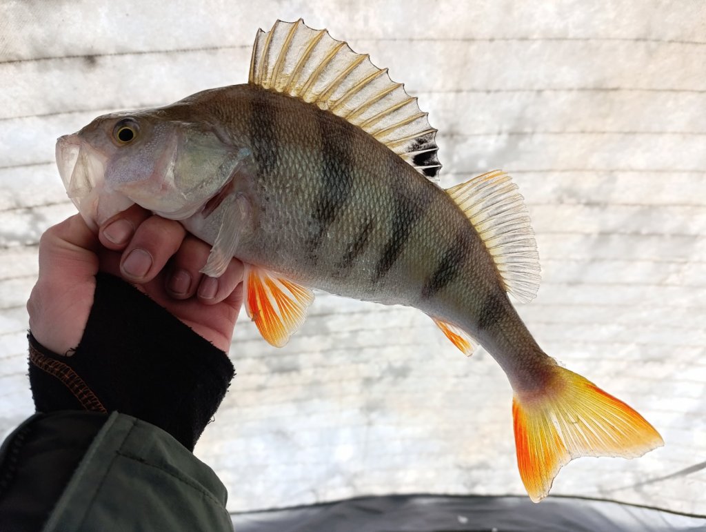Тань-Ваньский.