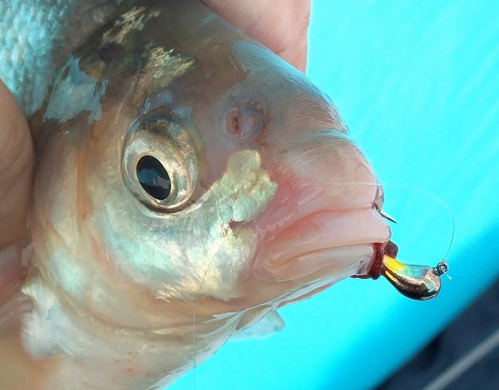 Премудрый, но не пескарь.
