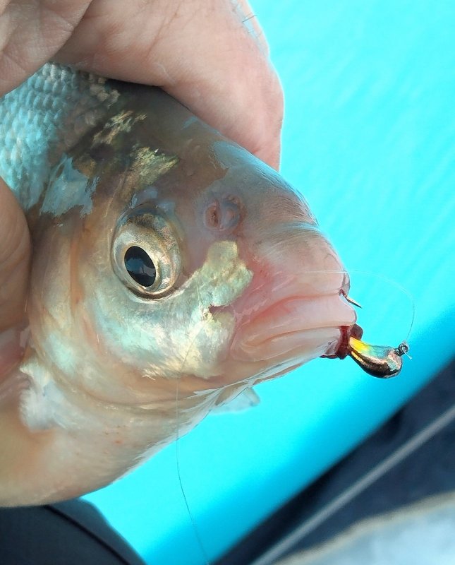 Премудрый, но не пескарь.