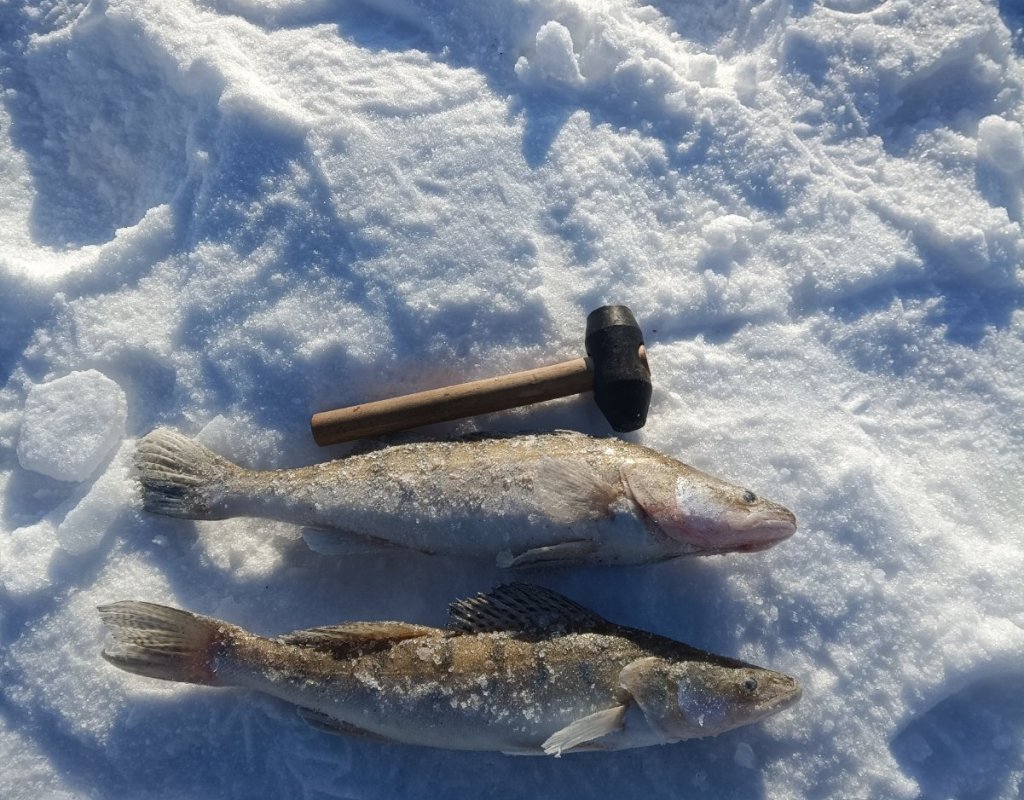 Поохотился на судака по 45