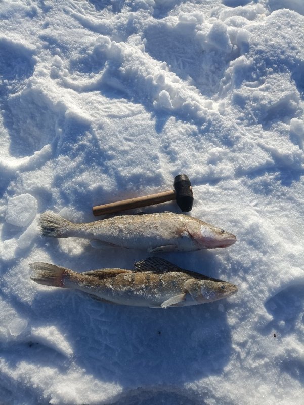 Поохотился на судака по 45