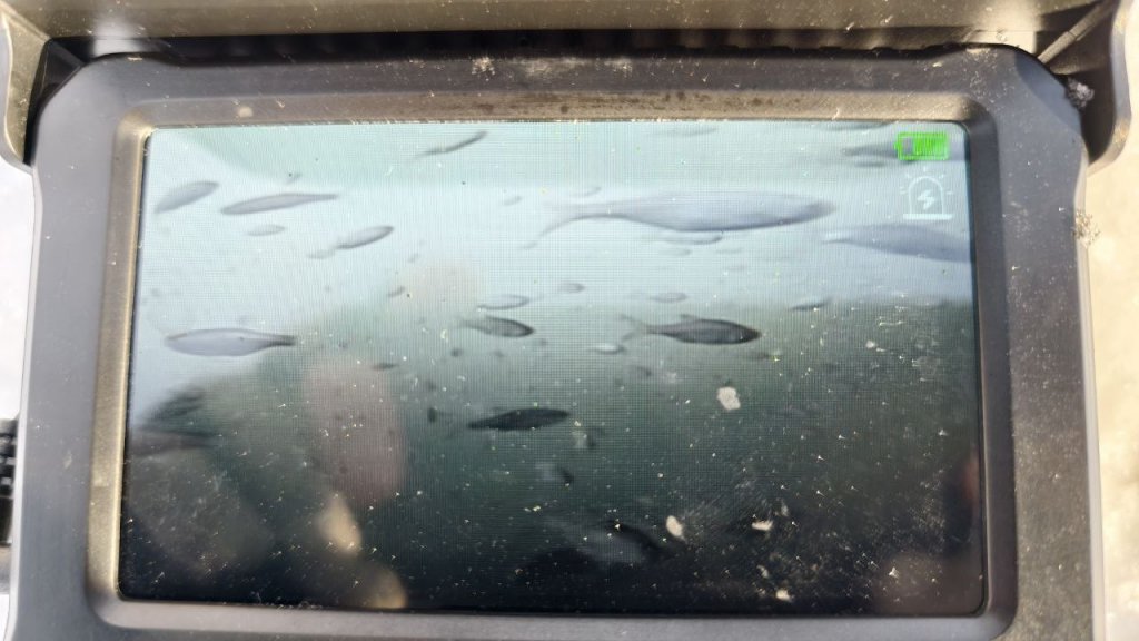 Уклейка с сорожкой.