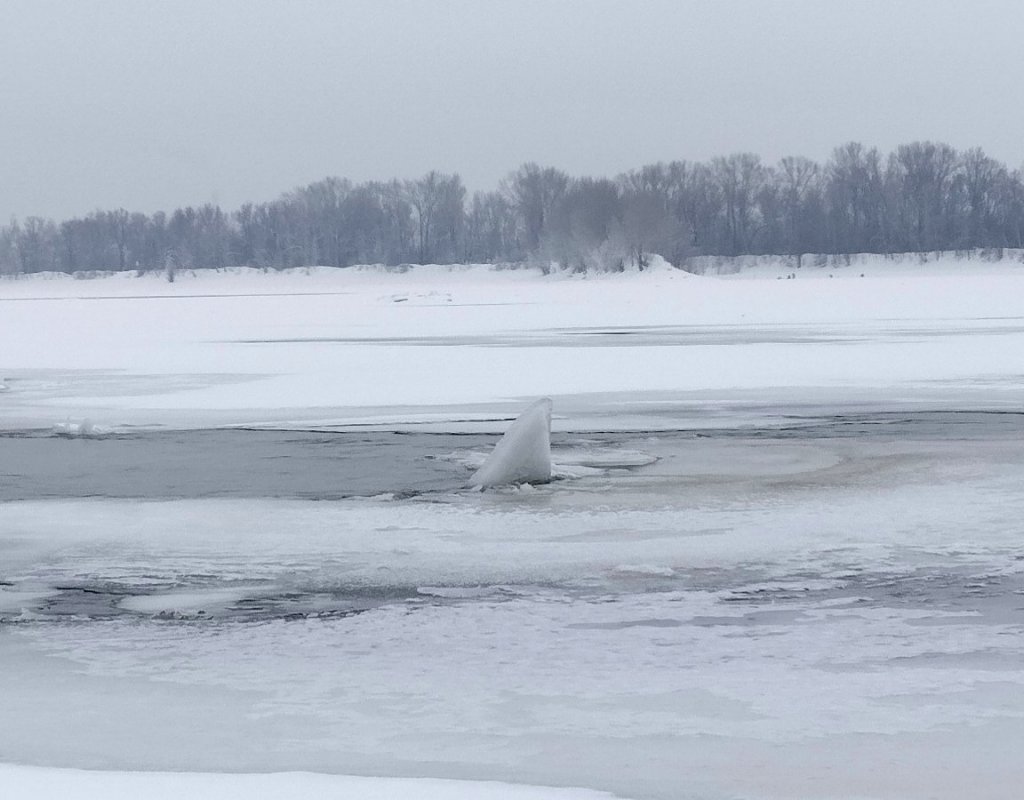 Плавник акулы