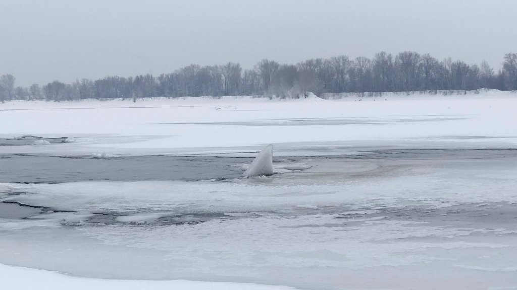 Плавник акулы