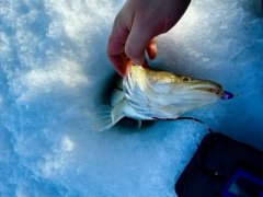 Только приехал и сразу попал на трофей! Рыбалка  на судака на водохранилище! Рыбалка 2026