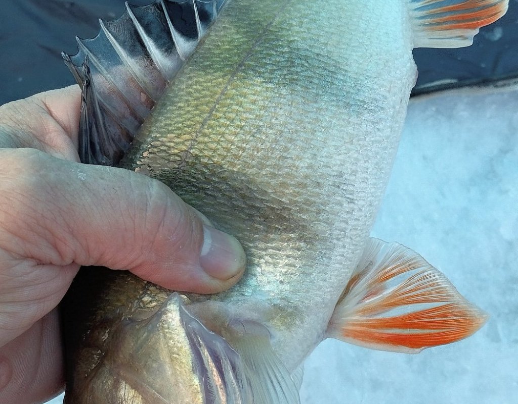 Необычно в нынешнее скудное время на Ремиксе окуня поймать!