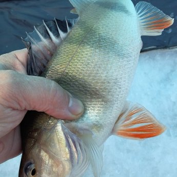 Необычно в нынешнее скудное время на Ремиксе окуня поймать!