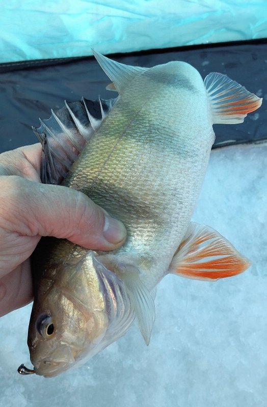 Необычно в нынешнее скудное время на Ремиксе окуня поймать!