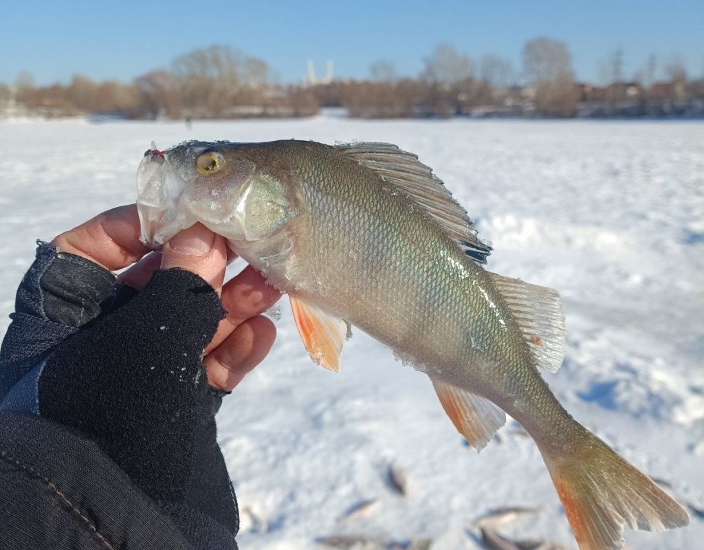 Достойный боец на леску диаметром 0,07