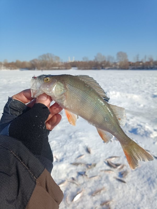 Достойный боец на леску диаметром 0,07