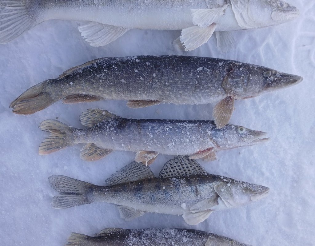 Соколовская