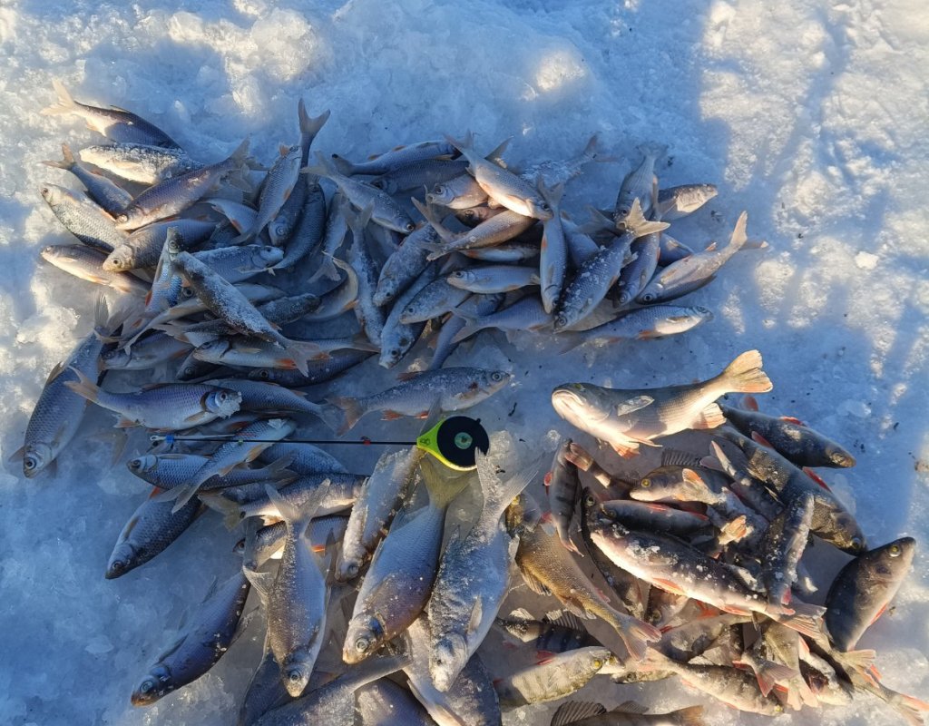 Котлован Левая Обь - просверлил одну лунку и поймал с одной лунки.