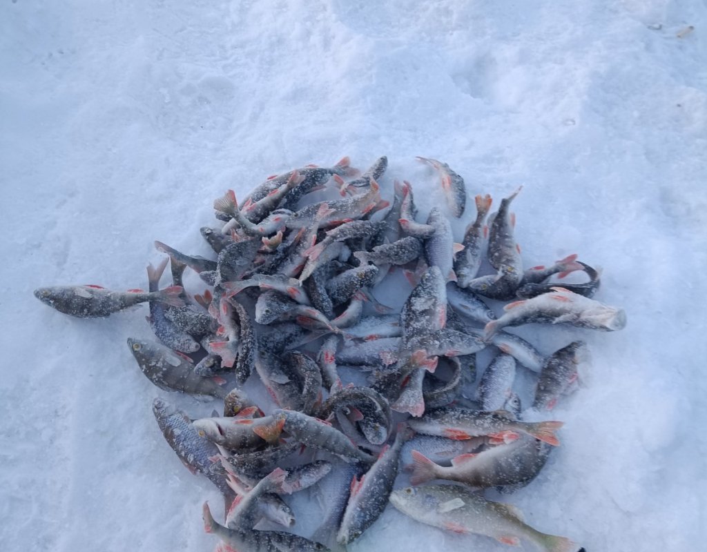 Улов с котлована Левая Обь на безмотылку