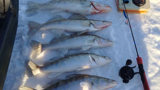 ОВХ, судаки.