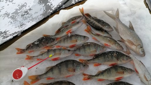 31.01.2026 Колыванские.