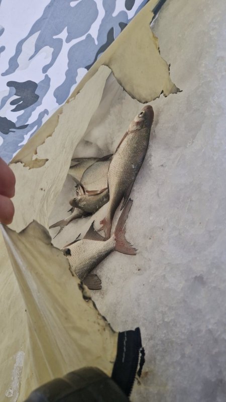 Инструментальный 11.02.26г