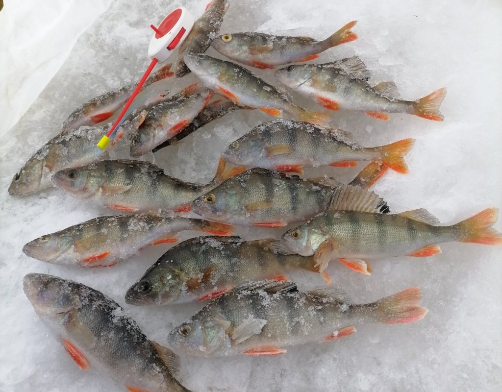 Колыванские 28.02.2026 г.