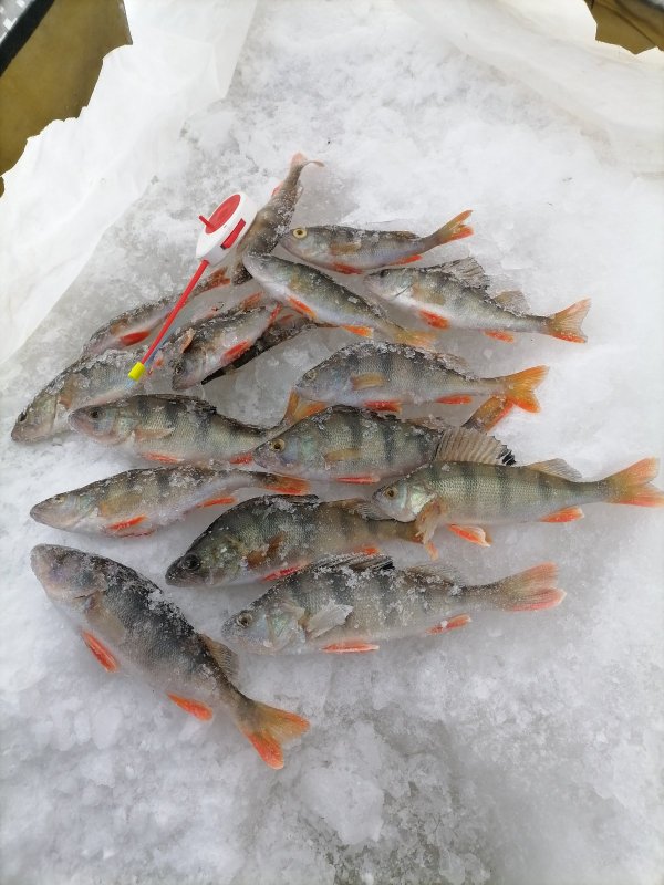 Колыванские 28.02.2026 г.