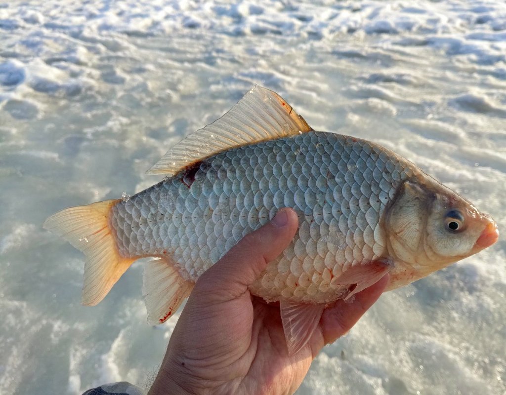 Затоновский карасик