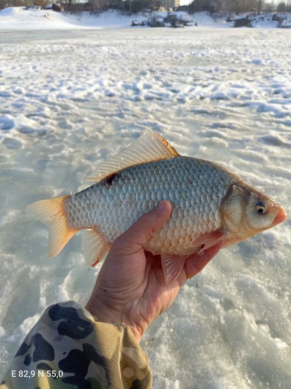 Затоновский карасик