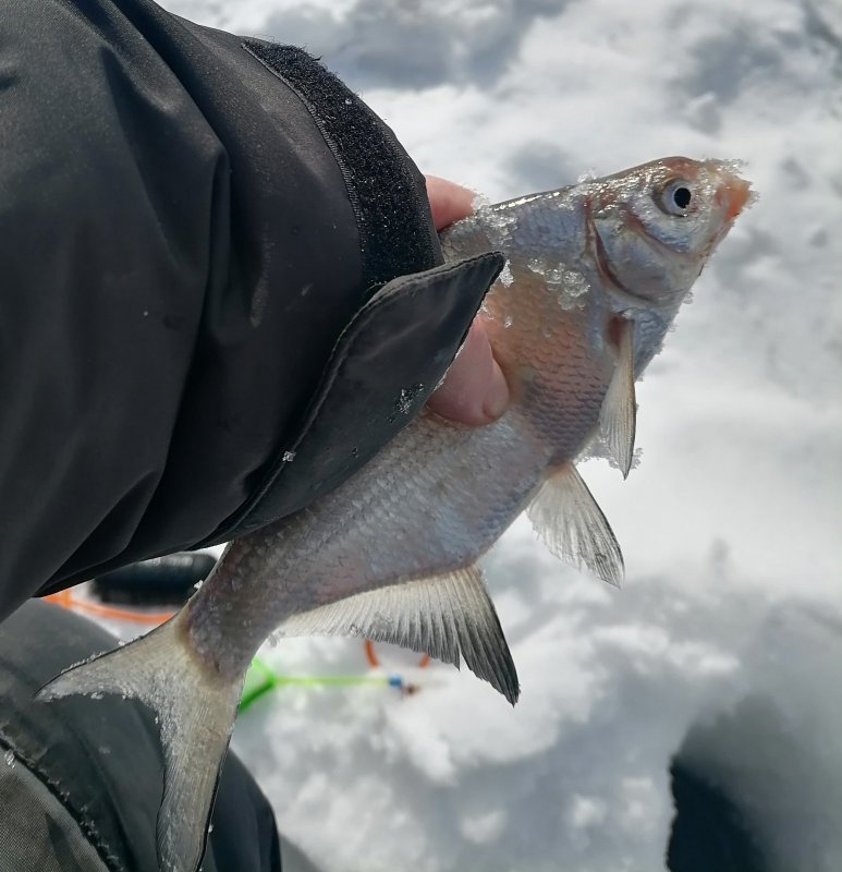 Инструментальный. Сегодня другой рыбы не было.