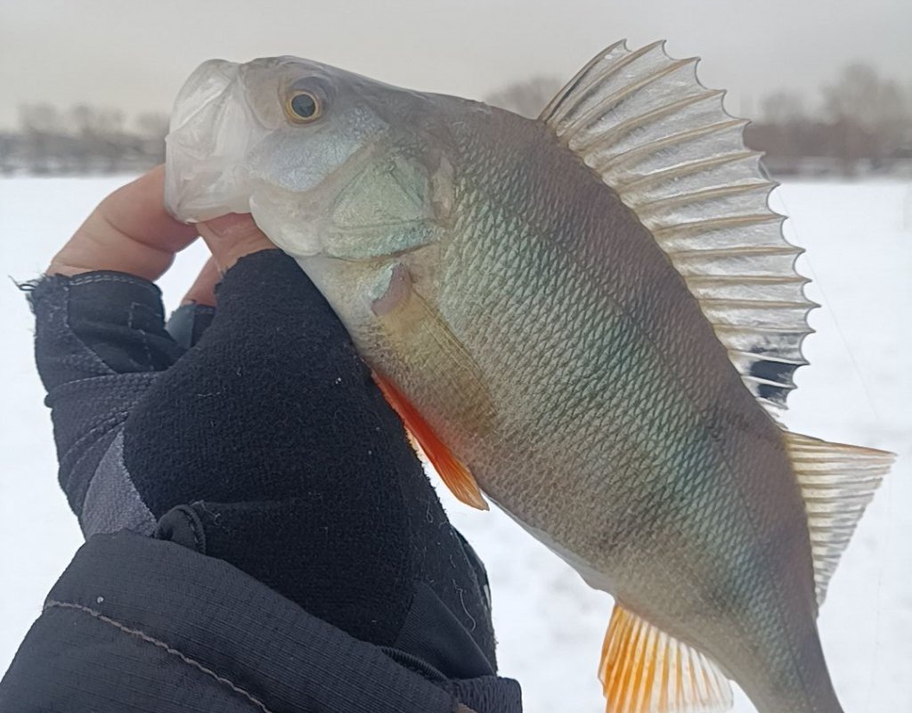 Котловановский панк