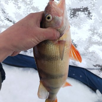 ОВХ. " Рот закрыть, ваша песенка спета".