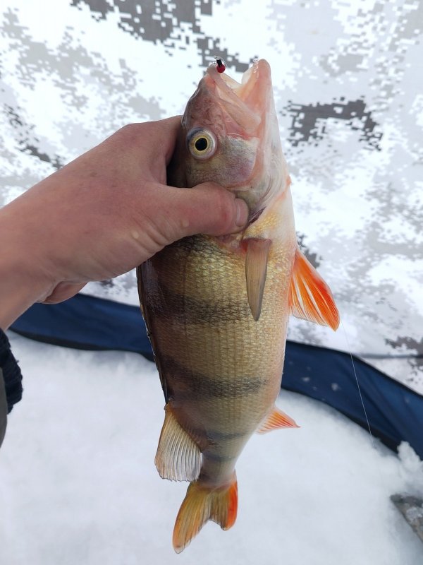 ОВХ. " Рот закрыть, ваша песенка спета".