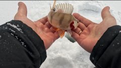 Окуни Бурбинской курьи. Глухозимье всё?