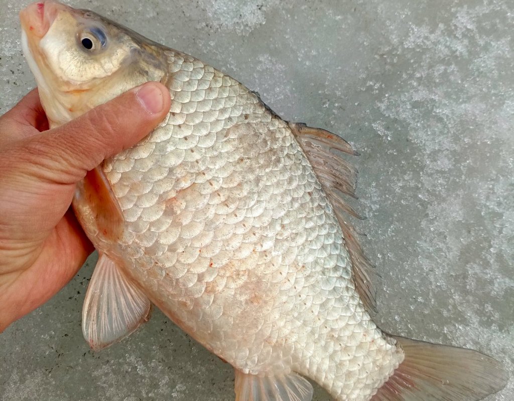 Затон онлайн