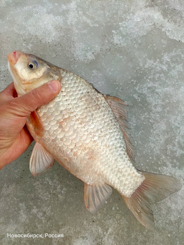 Затон онлайн