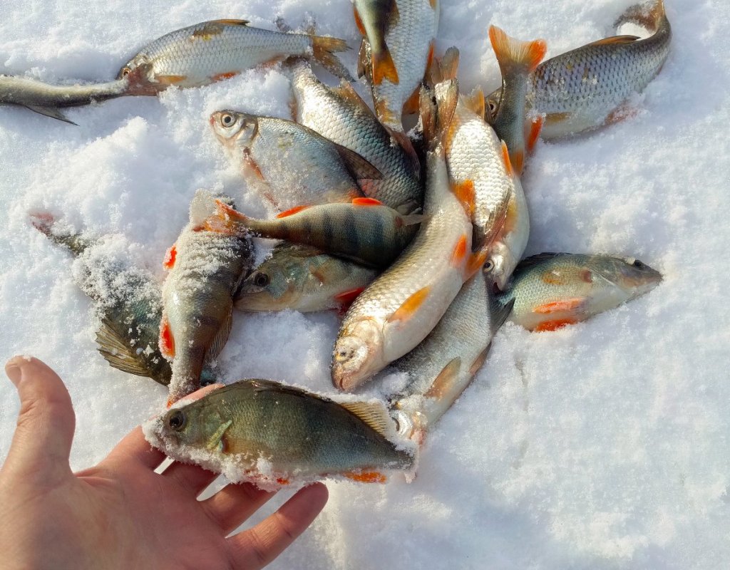 Затончик выдал