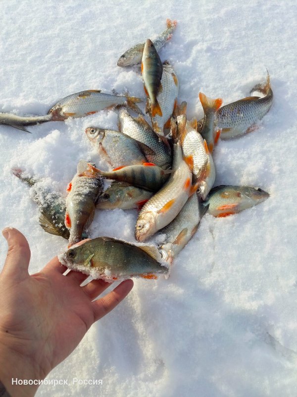 Затончик выдал