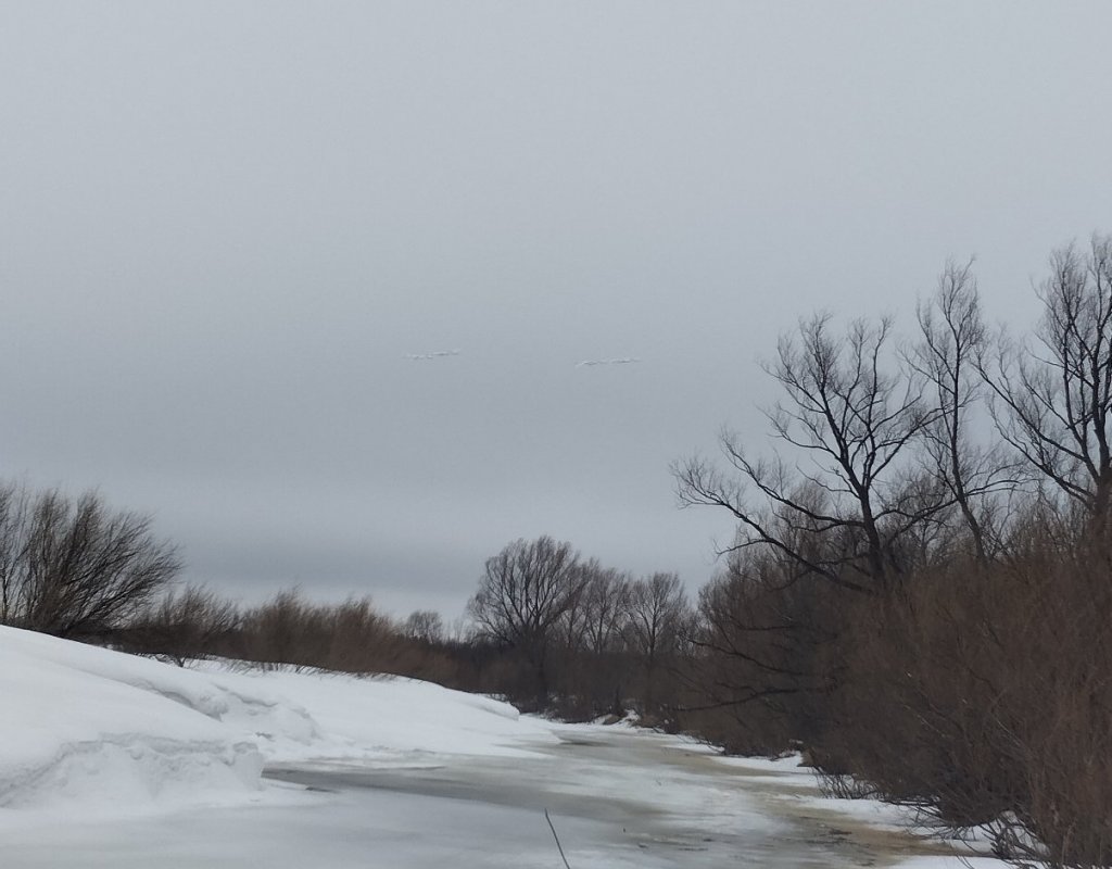 Над рекой летели лебеди!..