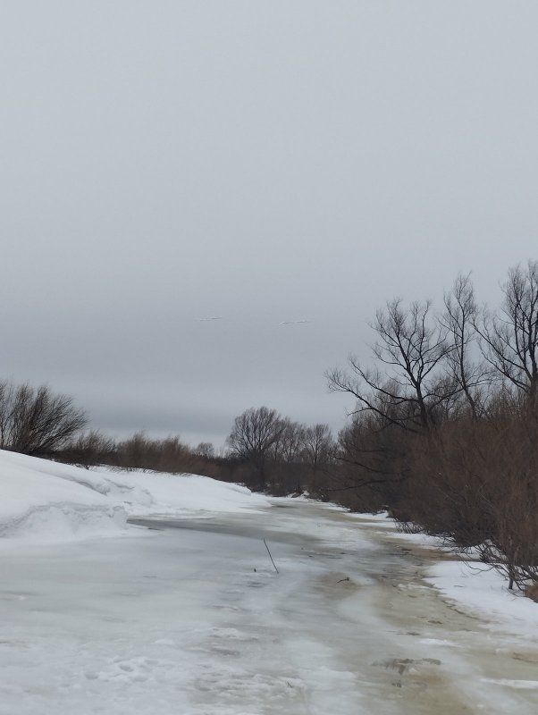 Над рекой летели лебеди!..