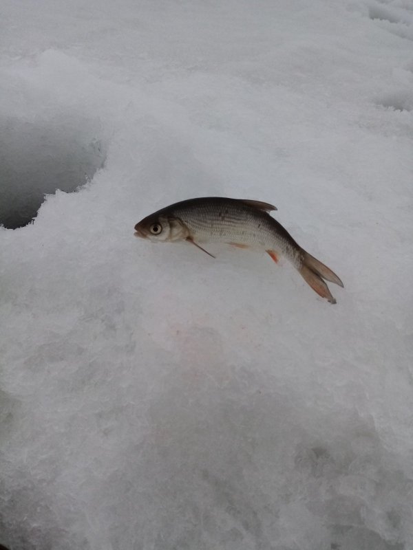 Язь. Точно язь!!!