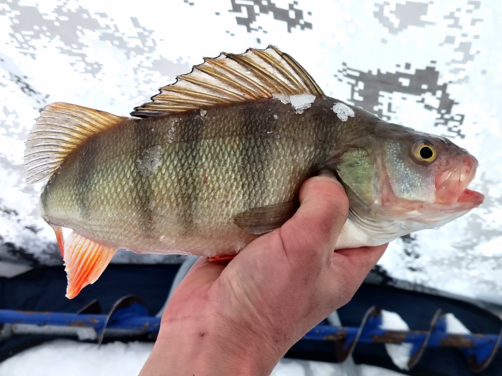 ОВХ. "Добрый" окушок.