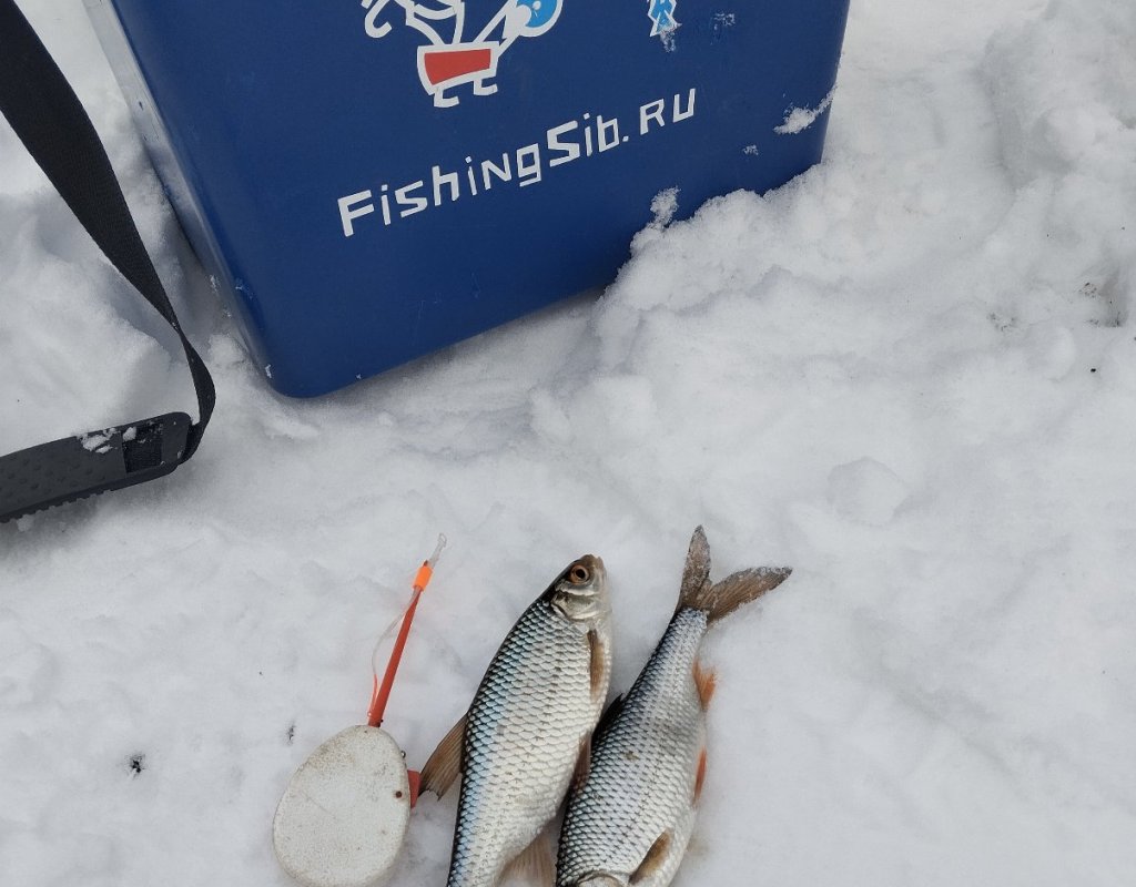 Кашламская сорога!..