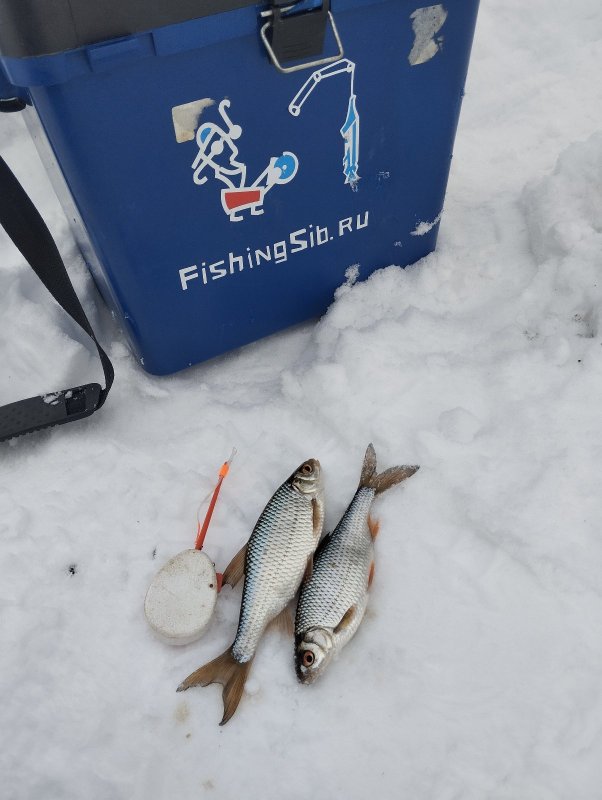 Кашламская сорога!..