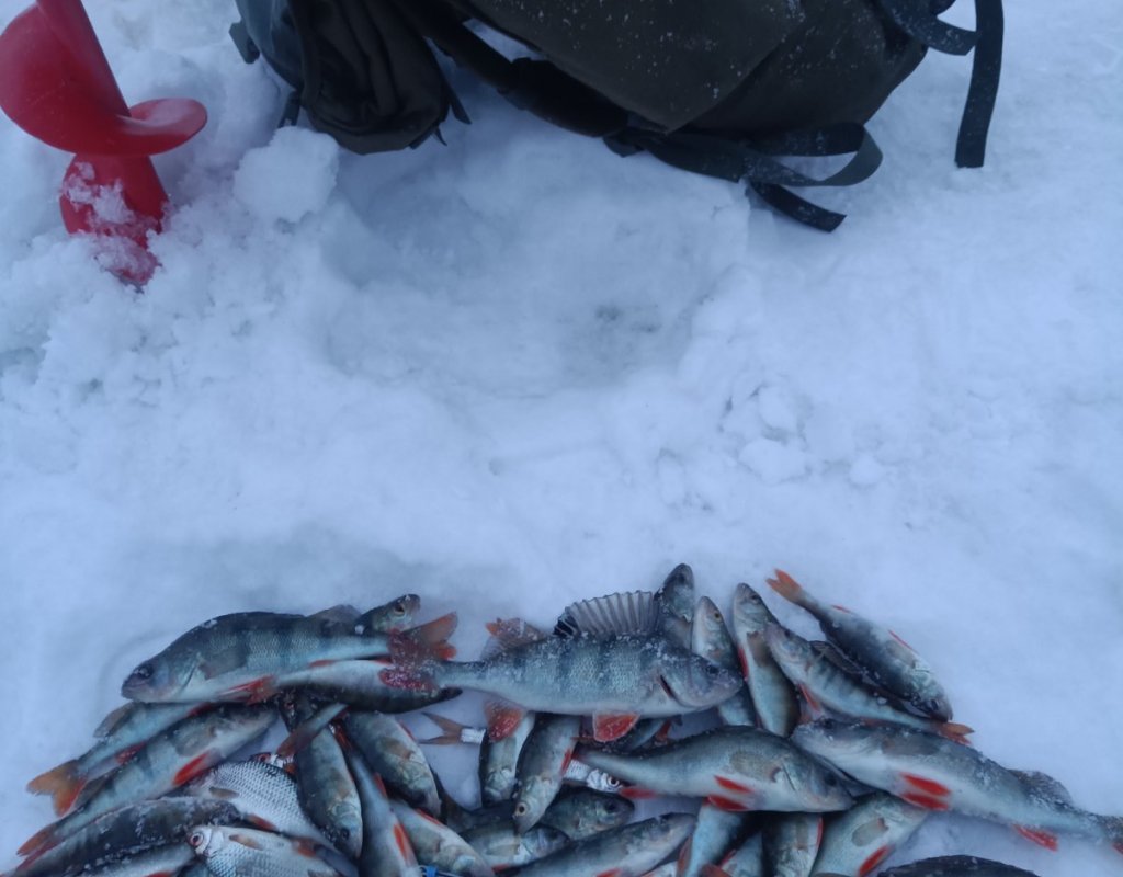 Трудовые плоды с котлована и протоки.