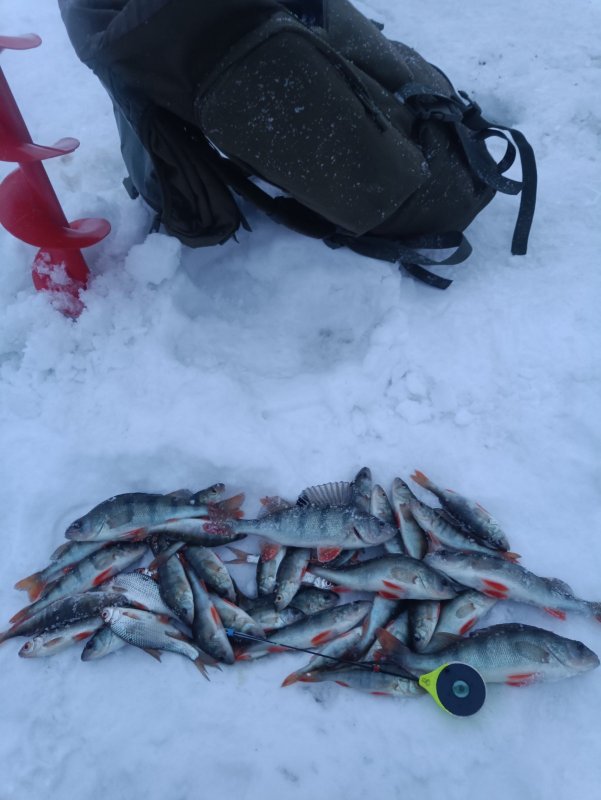 Трудовые плоды с котлована и протоки.