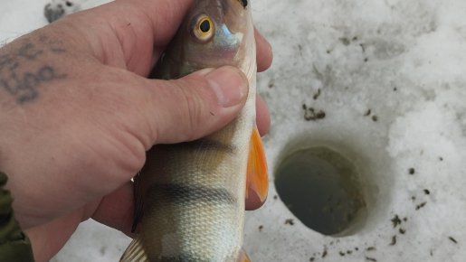 С "Колыванами" закрыл!..