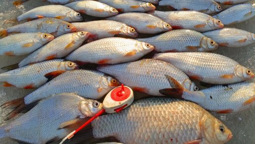 Затон с 10 до 19