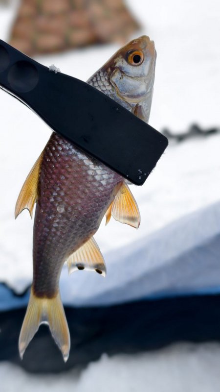 КотЛевОбь "выдал" сегодня...и то, одну такую.