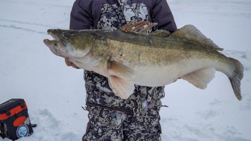 Трофейный судак 2026 года