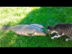 Рекорд - поймал карпа на 6 кг. The record and caught a 6 kg carp.